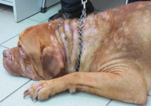 Атопический дерматит у собак — основные симптомы и лечение