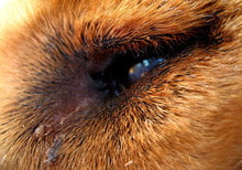 У Какой Породы Собак Выпадают Глаза Фото